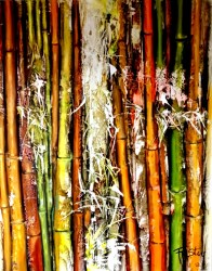 andrea-frister-a005g