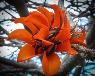 manfred-klier-2017-Teneriffa-5-k