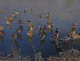 manfred-klier-2502-waeschweiher_g